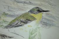 Motacilla flava thunbergi