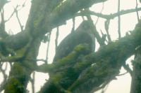 Accipiter nisus