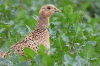 Phasianus colchicus