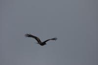 Milvus milvus