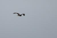 Milvus milvus