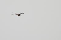 Milvus milvus