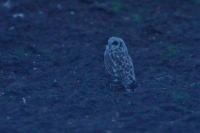Asio flammeus