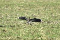 Vanellus vanellus