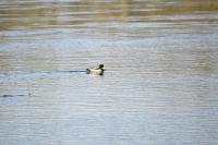 Anas platyrhynchos