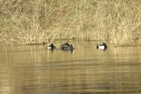 Fulica atra