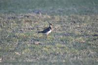 Vanellus vanellus