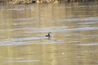 Podiceps cristatus