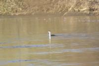 Podiceps cristatus