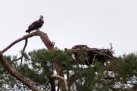 Pandion haliaetus