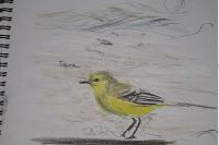 Motacilla flava flavissima
