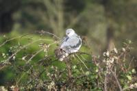 Elanus caeruleus