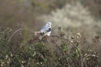 Elanus caeruleus