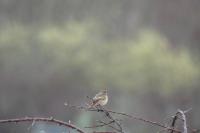 Saxicola rubicola