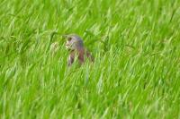 Turdus pilaris
