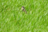 Turdus pilaris
