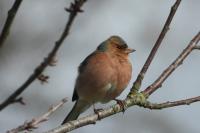 Fringilla coelebs