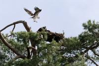 Pandion haliaetus