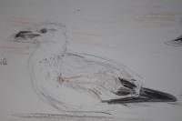 Larus argentatus
