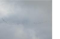 Grus grus