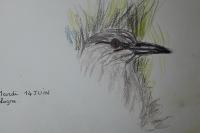 Nycticorax nycticorax
