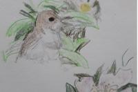 Luscinia megarhynchos
