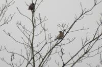 Turdus pilaris