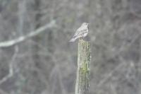 Turdus viscivorus