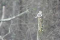 Turdus viscivorus