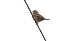 Emberiza calandra