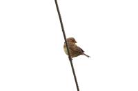 Emberiza calandra