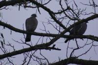 Columba palumbus