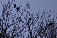 Corvus monedula