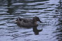 Anas platyrhynchos