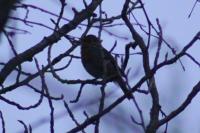 Erithacus rubecula