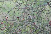 Cyanistes caeruleus