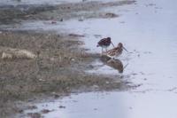 Gallinago gallinago