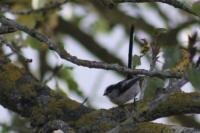 Aegithalos caudatus
