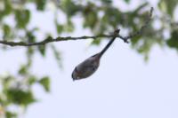 Aegithalos caudatus