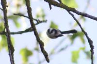 Aegithalos caudatus