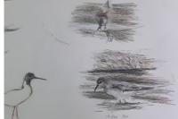 Calidris fuscicollis