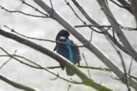 Alcedo atthis