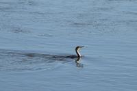 Phalacrocorax carbo