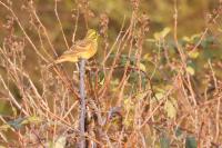 Emberiza citrinella