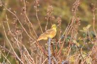 Emberiza citrinella