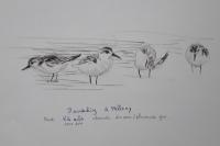 Calidris alba