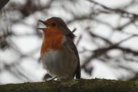 Erithacus rubecula
