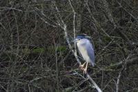 Nycticorax nycticorax