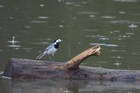 Motacilla alba alba