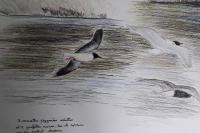 Hydrocoloeus minutus
